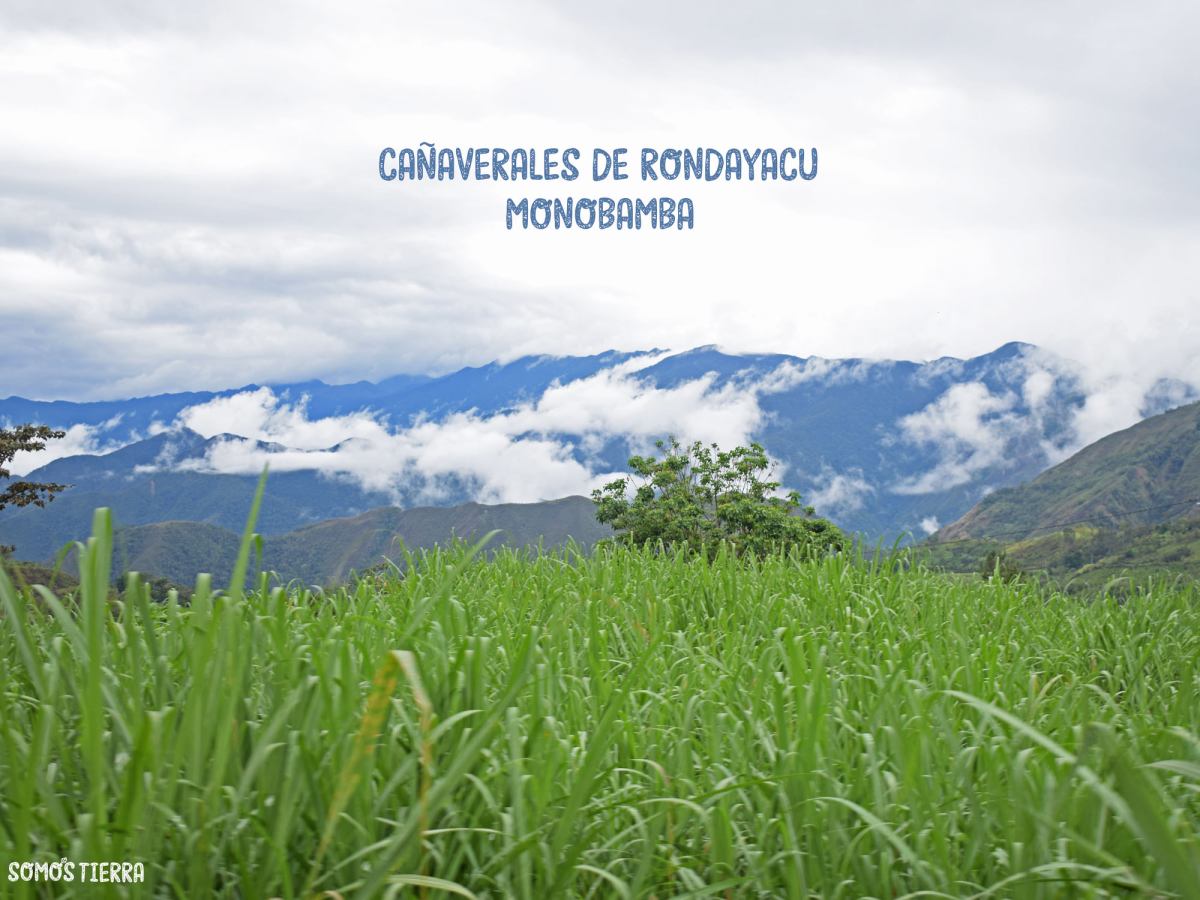 Rondayacu: centenaria tradición de aguardiente de caña de azúcar 